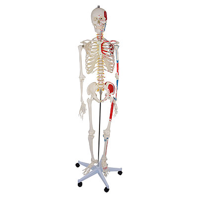 NOGRAX Modèle Anatomique, Mini Skeleton 17IN Modèle de Squelette